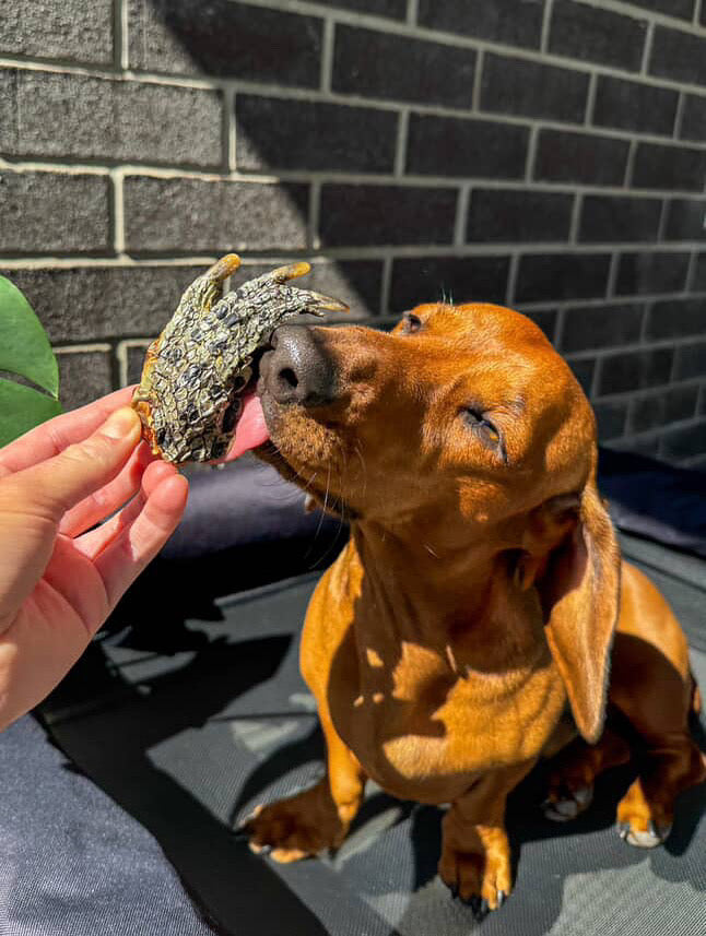 Croccy feet