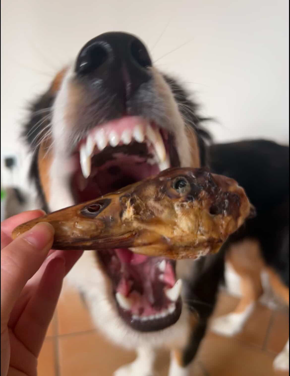 Whole duck head