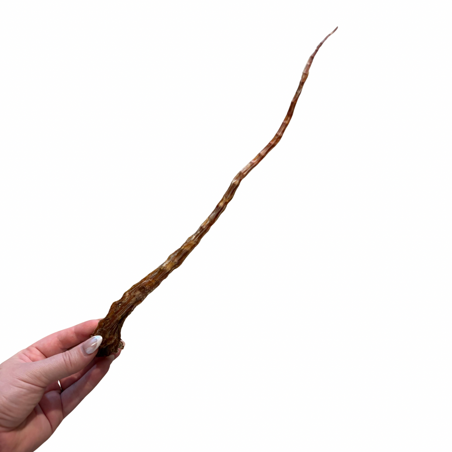 Moo tail tip