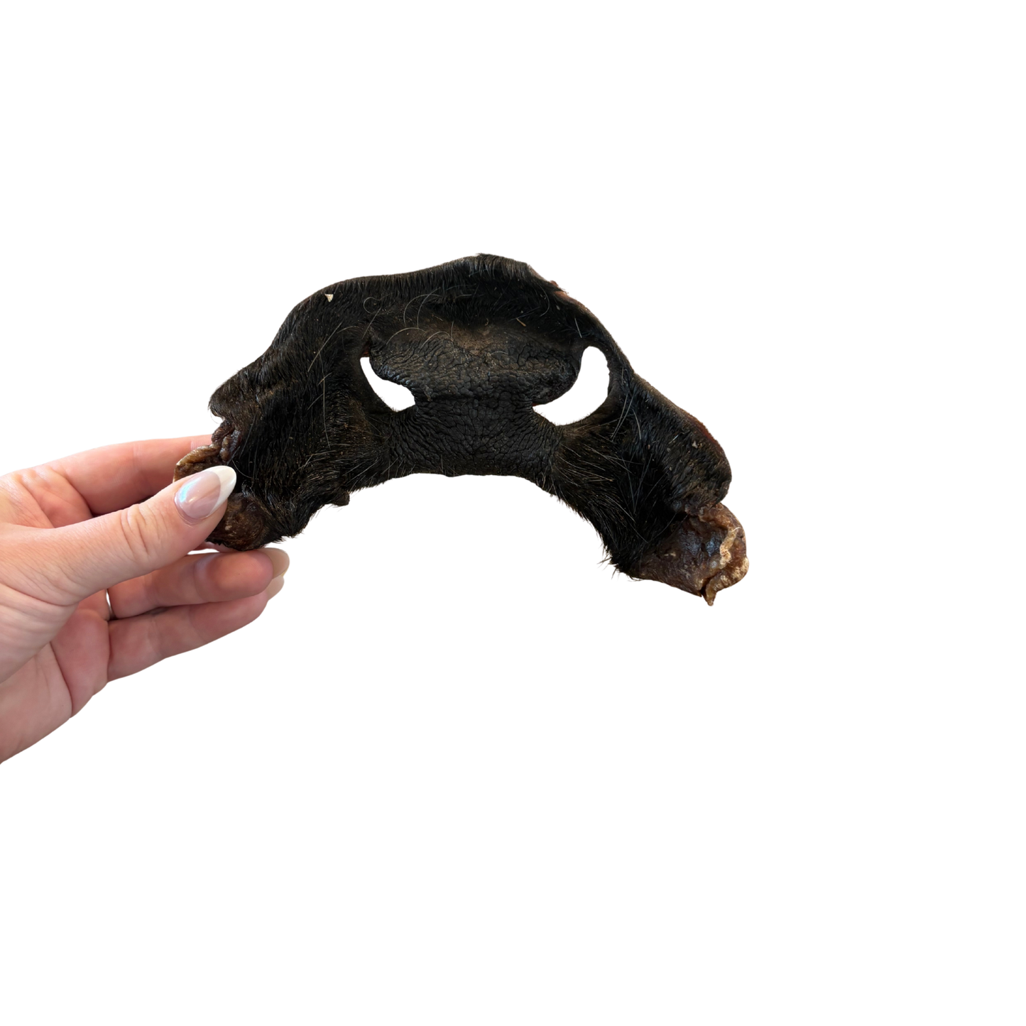 Cow snouts