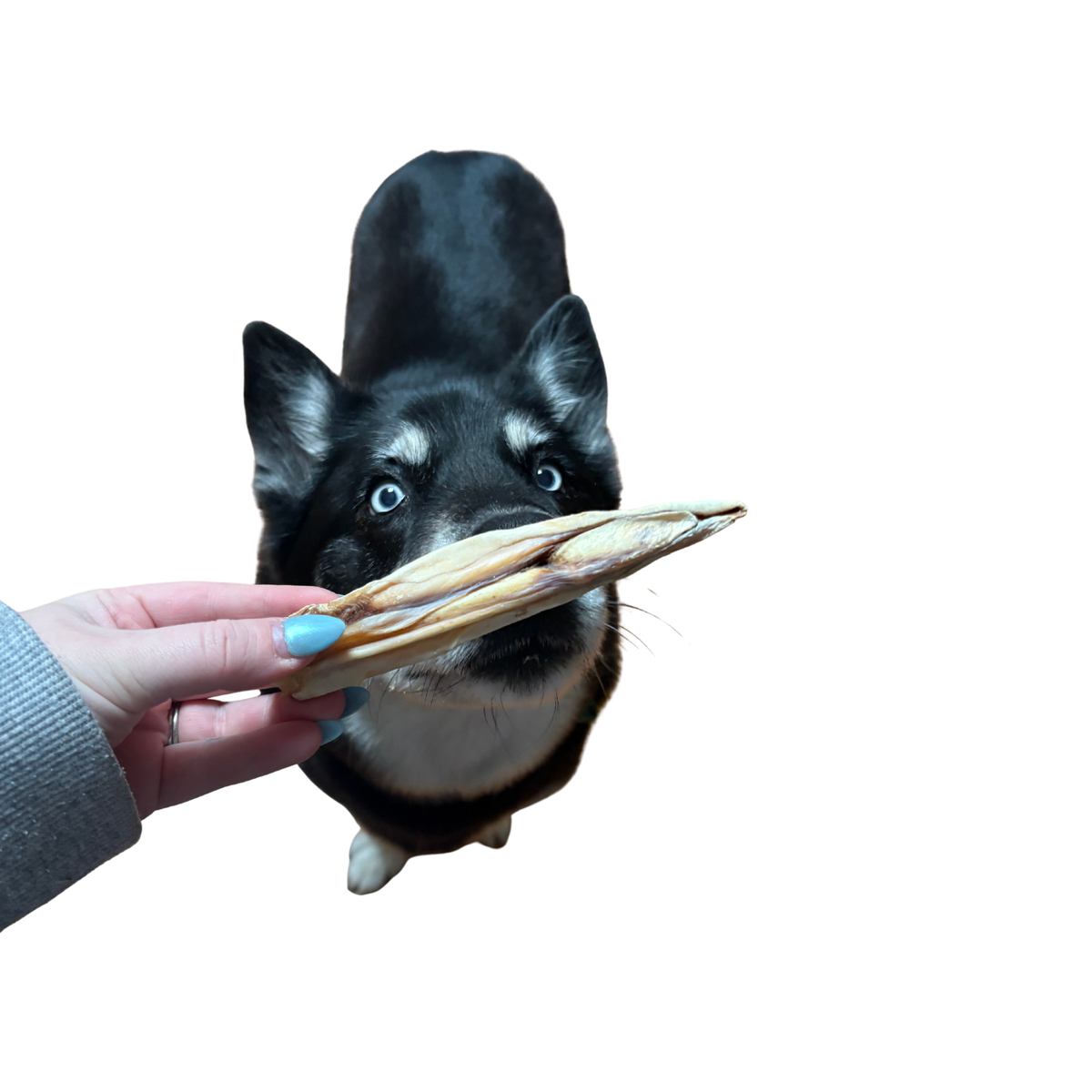 Sharky stick (pizzle)