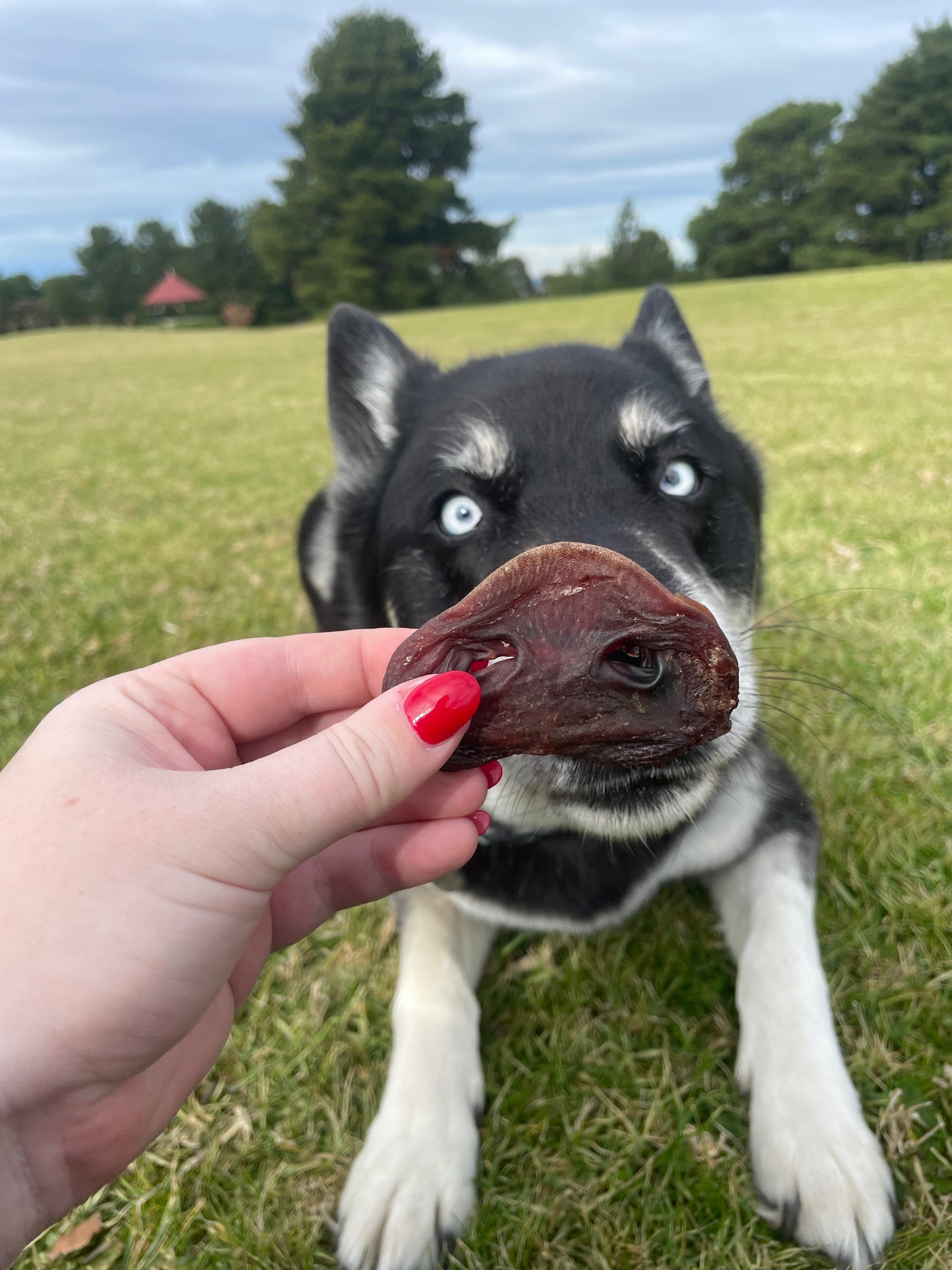 Piggy snouts