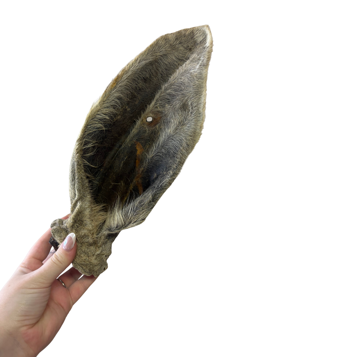 XXL Wagyu ear