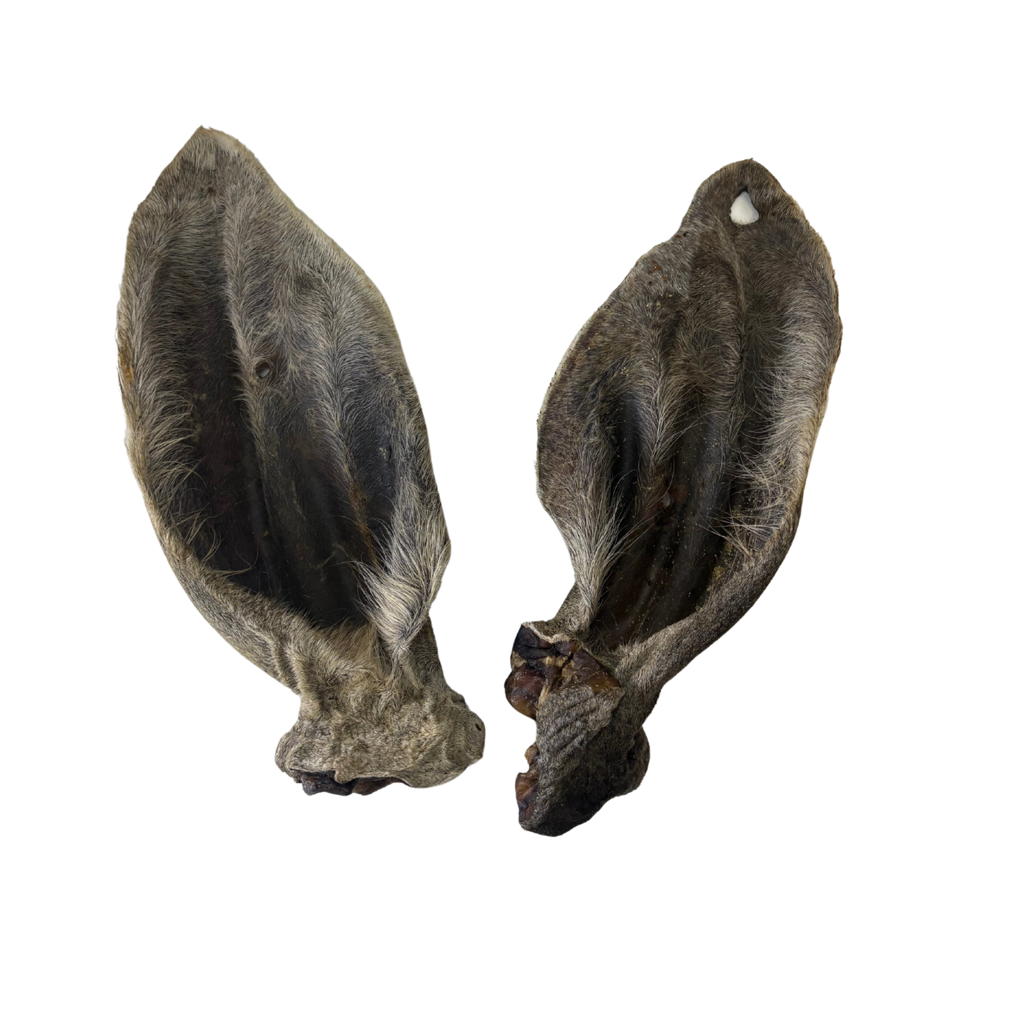 XXL Wagyu ear