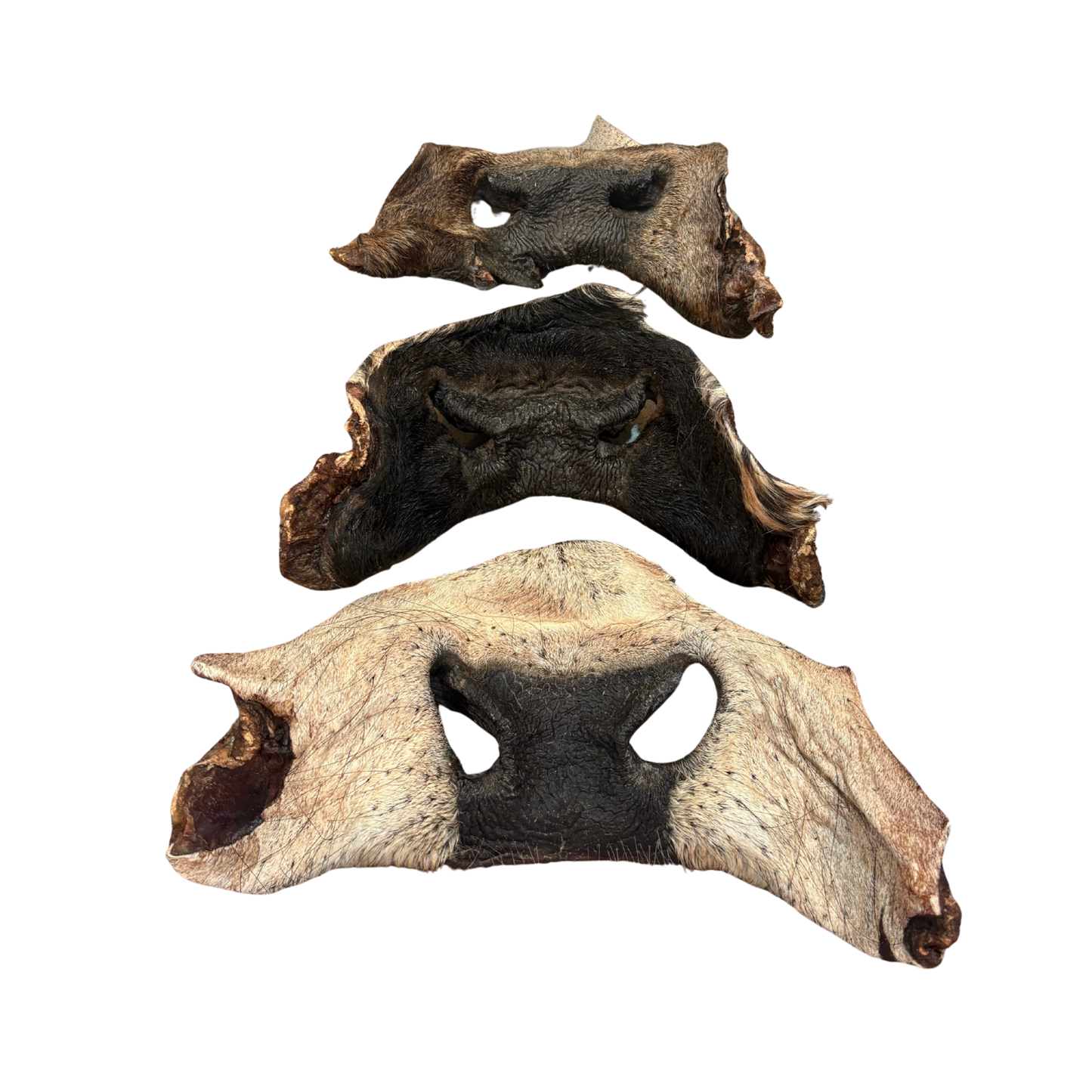 Cow snouts