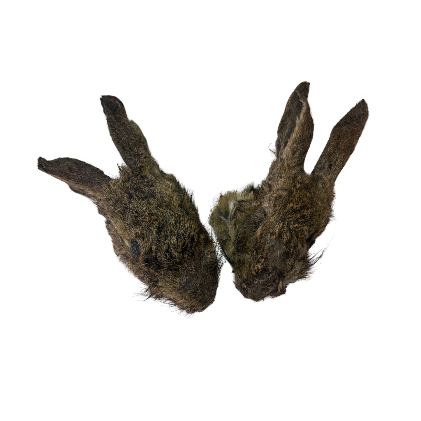 Whole rabbit head