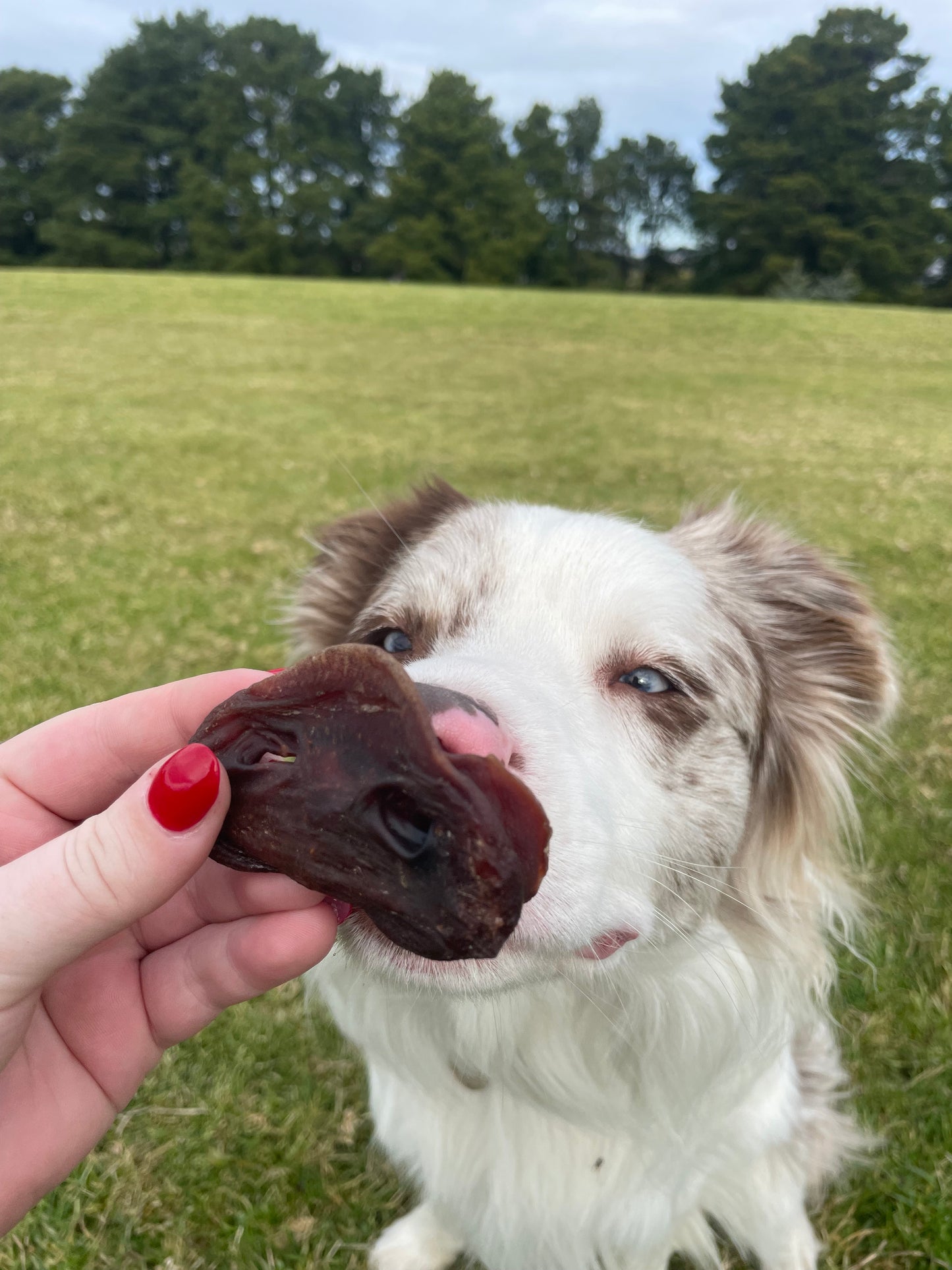Piggy snouts