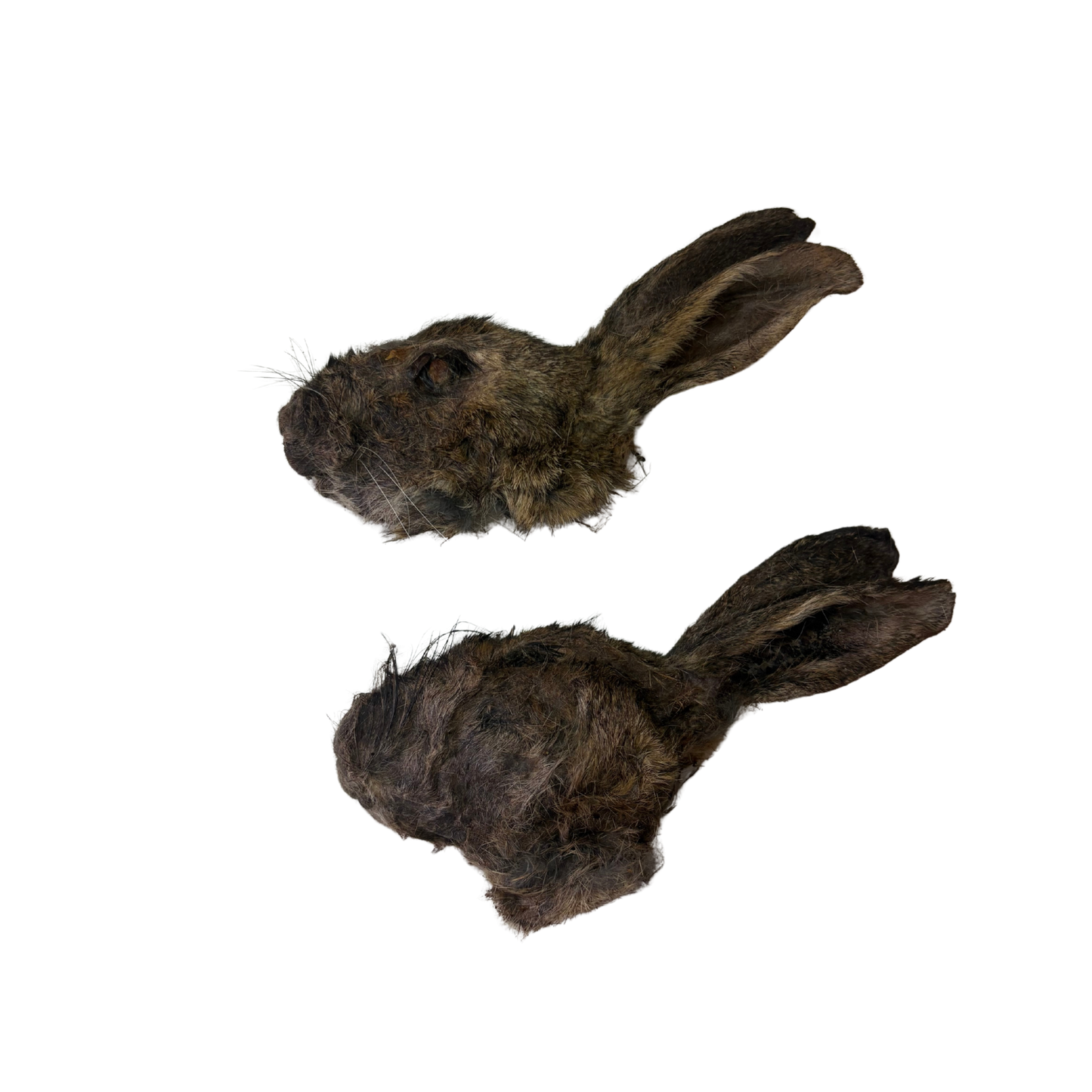 Whole rabbit head