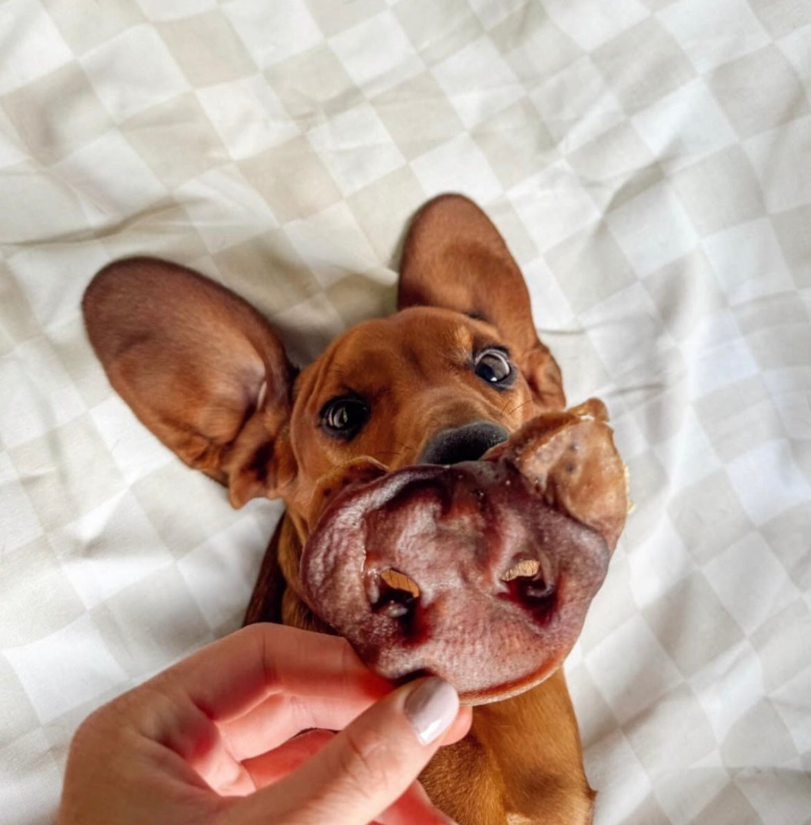Piggy snouts