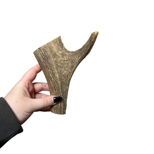 Medium deer antler piece