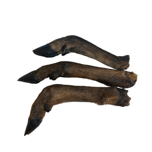 Deer leg w trotter
