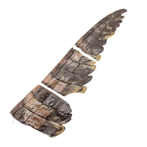 Croc tail pieces 3pcs