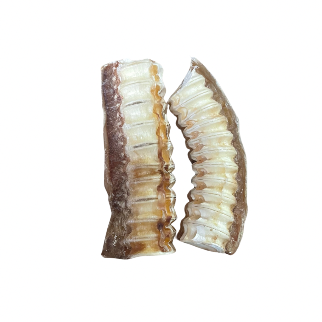 Shark cartilage - Thick
