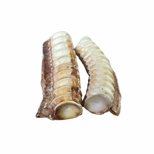 Shark cartilage - Thick