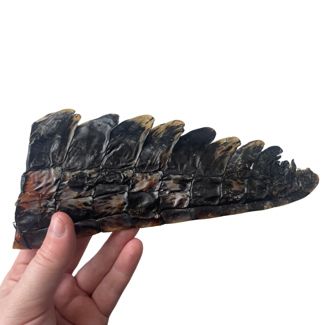 Croccy tail