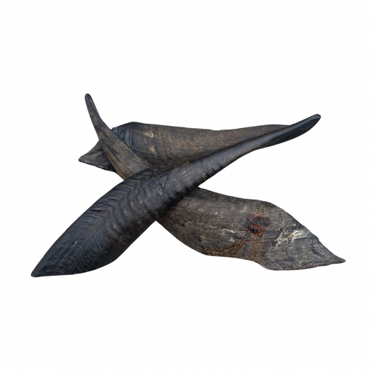 Goat horn 15cm-20cm