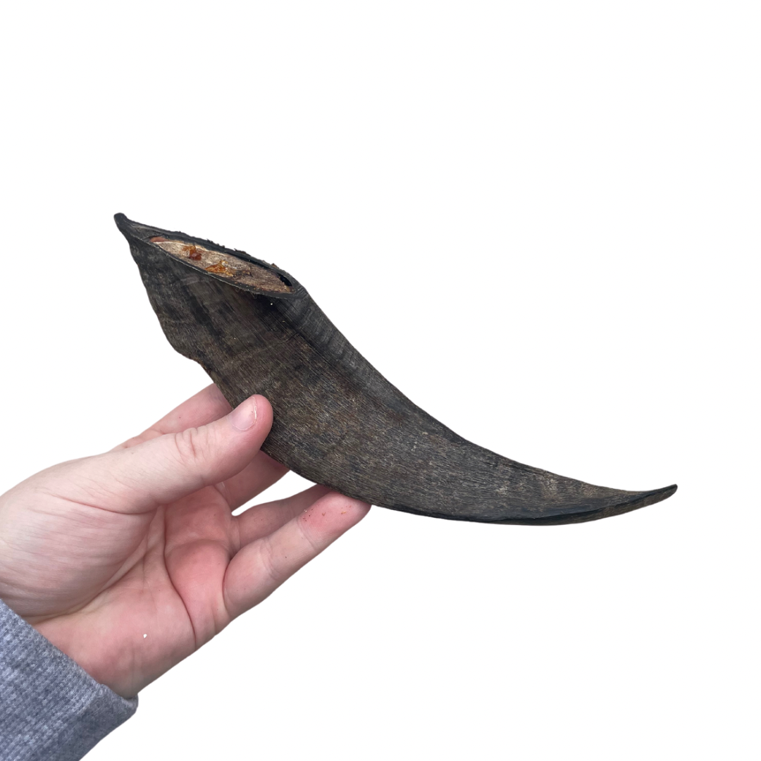 Goat horn 15cm-20cm