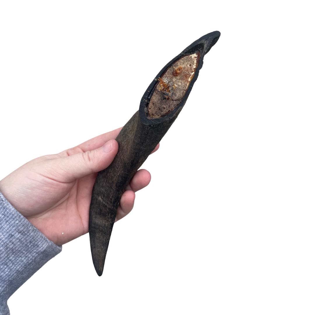 Goat horn 15cm-20cm
