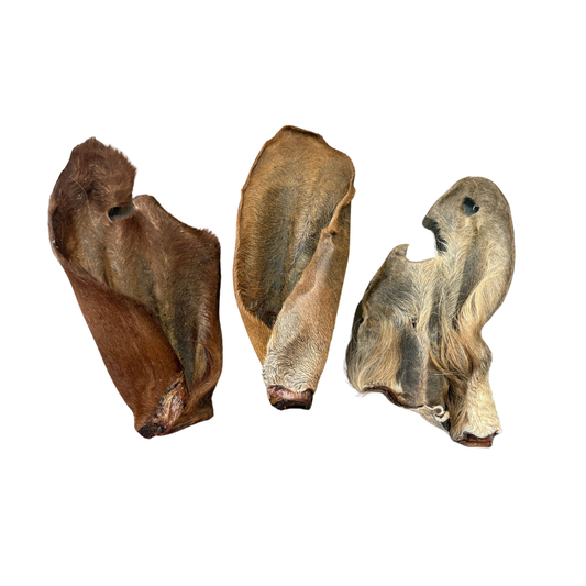 Hairy cow ear