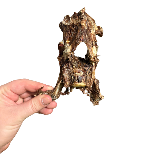 Wallaby pelvis