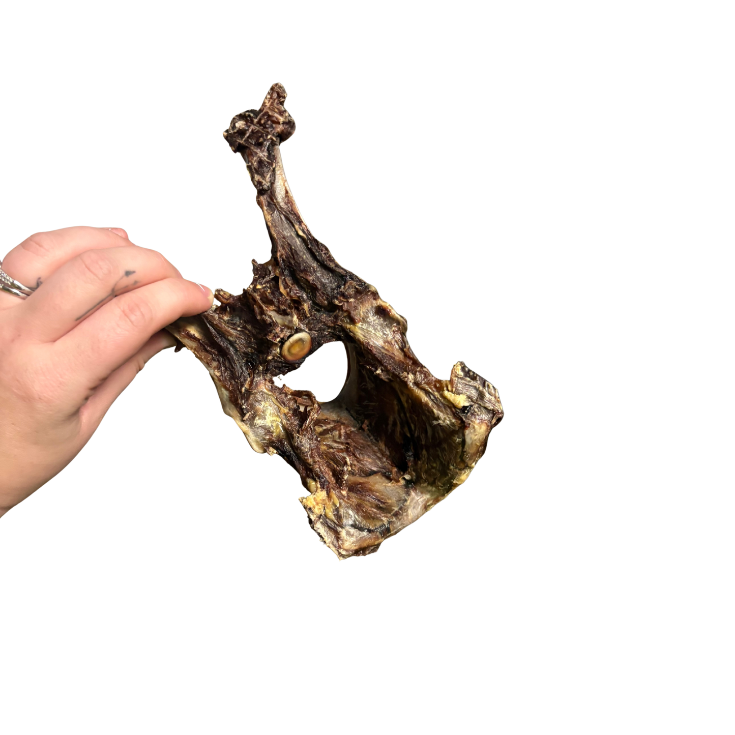 Roo pelvis