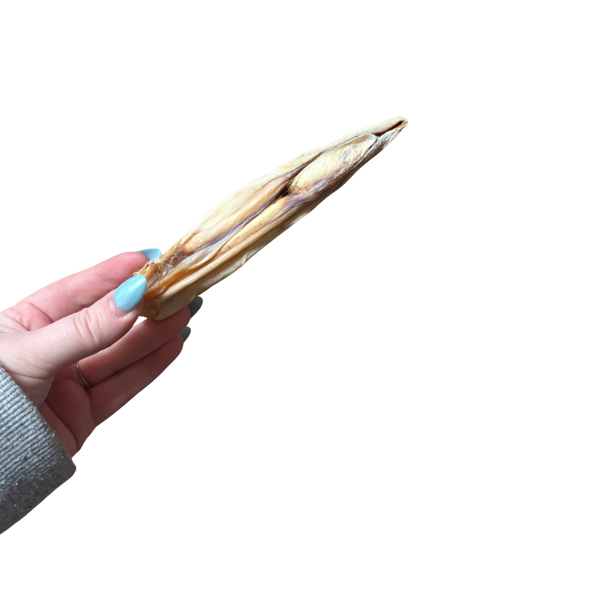 Sharky stick (pizzle)